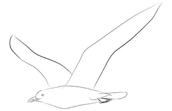 How to draw a bird with a phantal with a pencil