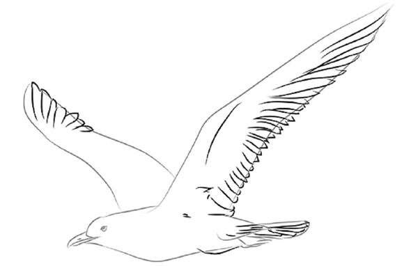 How to draw a bird with a phantal with a pencil