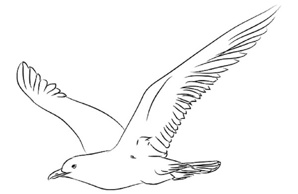 How to draw a bird with a phantal with a pencil