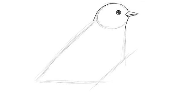 How to draw a bird with a phantal with a pencil