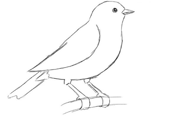 How to draw a bird with a phantal with a pencil