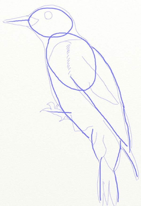 How to draw a bird with a phantal with a pencil