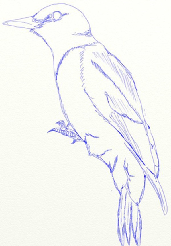 How to draw a bird with a phantal with a pencil