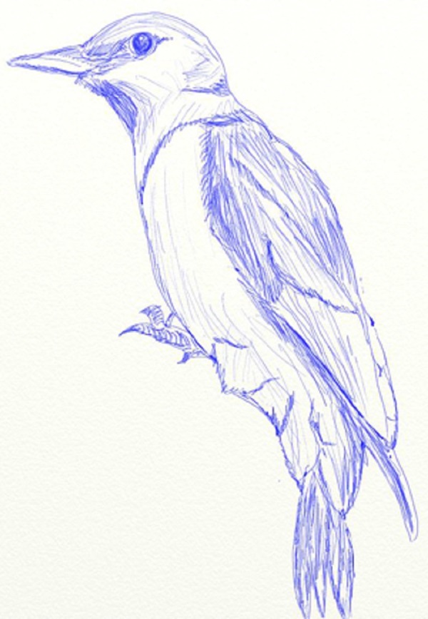 How to draw a bird with a phantal with a pencil