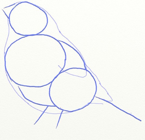 How to draw a bird with a phantal with a pencil