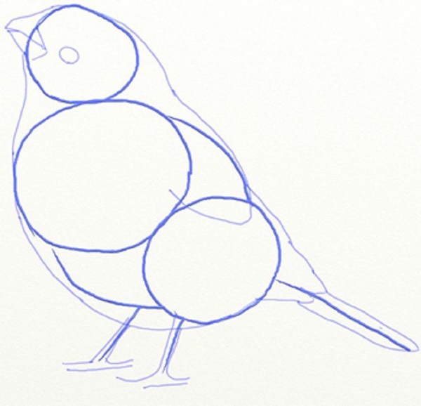 How to draw a bird with a phantal with a pencil