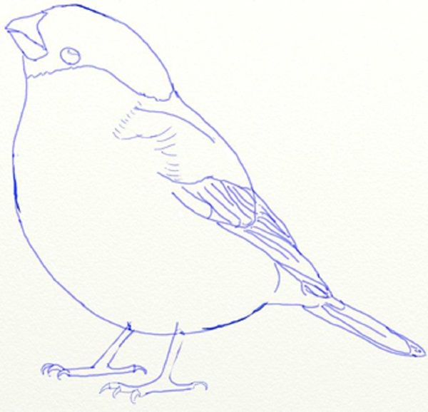 How to draw a bird with a phantal with a pencil