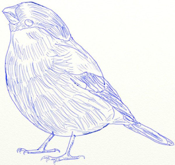 How to draw a bird with a phantal with a pencil