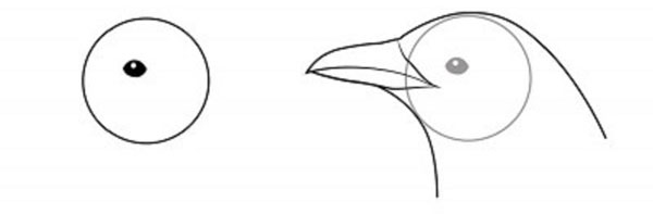 How to draw a bird with a phantal with a pencil