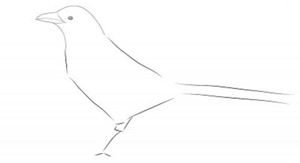 How to draw a bird with a phantal with a pencil