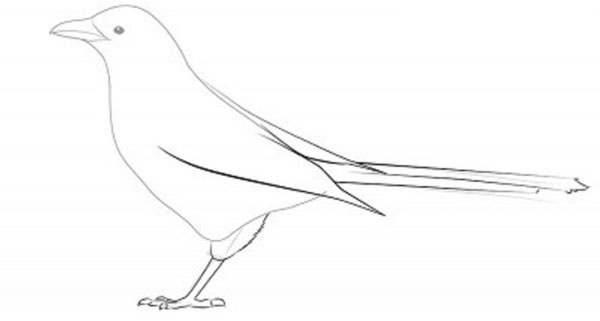 How to draw a bird with a phantal with a pencil