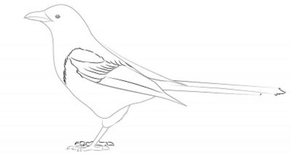 How to draw a bird with a phantal with a pencil