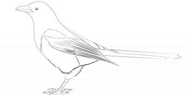 How to draw a bird with a phantal with a pencil