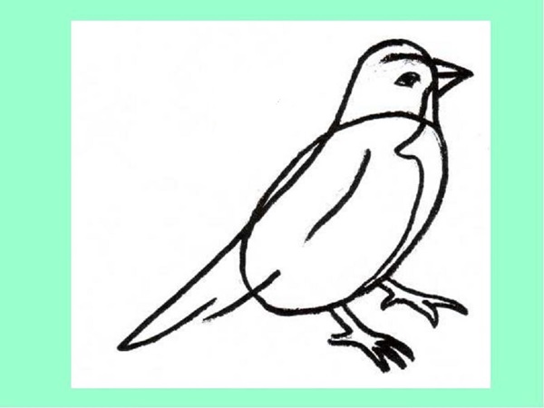 How to draw a bird with a phantal with a pencil