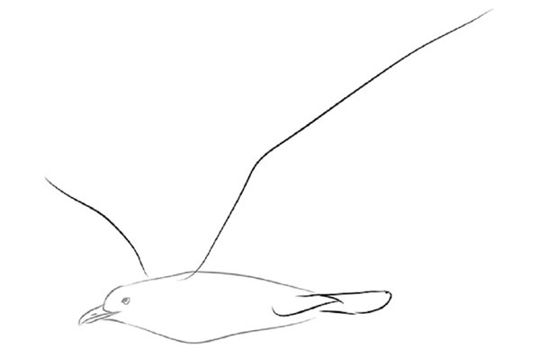 How to draw a bird with a phantal with a pencil