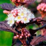 Garden Maryinka Bubbleflower seedlings