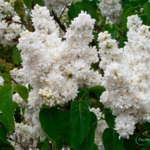 Garden Maryinka Sirens Lilac Madame Lemuan